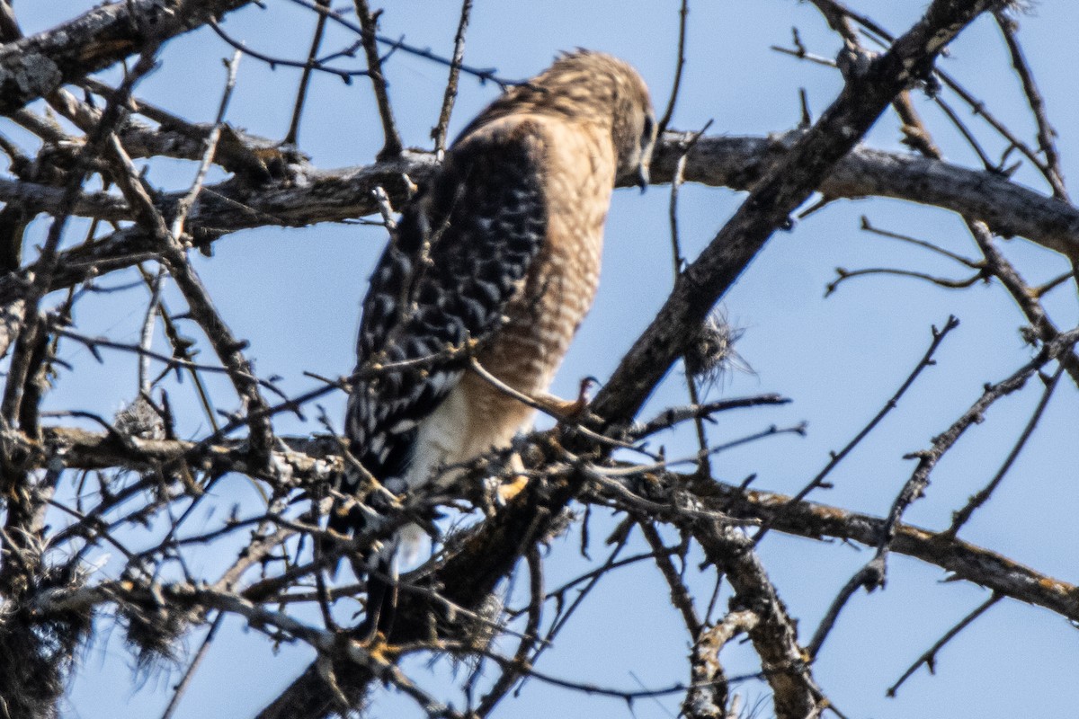 Red-shouldered Hawk - ML615725160