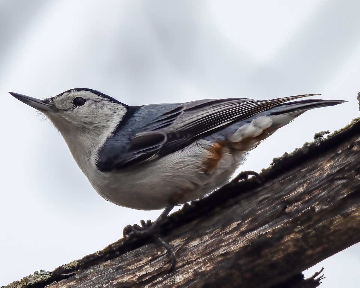 White-breasted Nuthatch - ML615725195