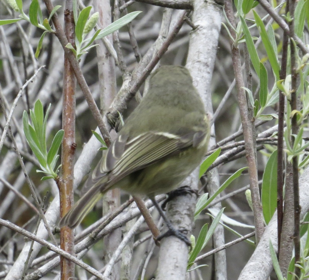 Hutton's Vireo - ML615725196