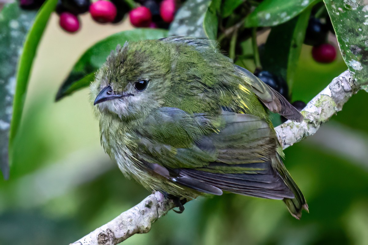 White-ruffed Manakin - ML615725211