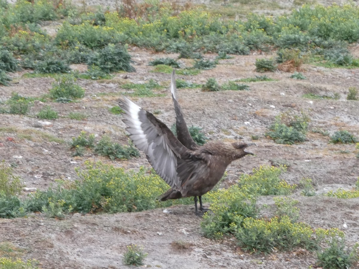 Brown Skua (Falkland) - ML615725218