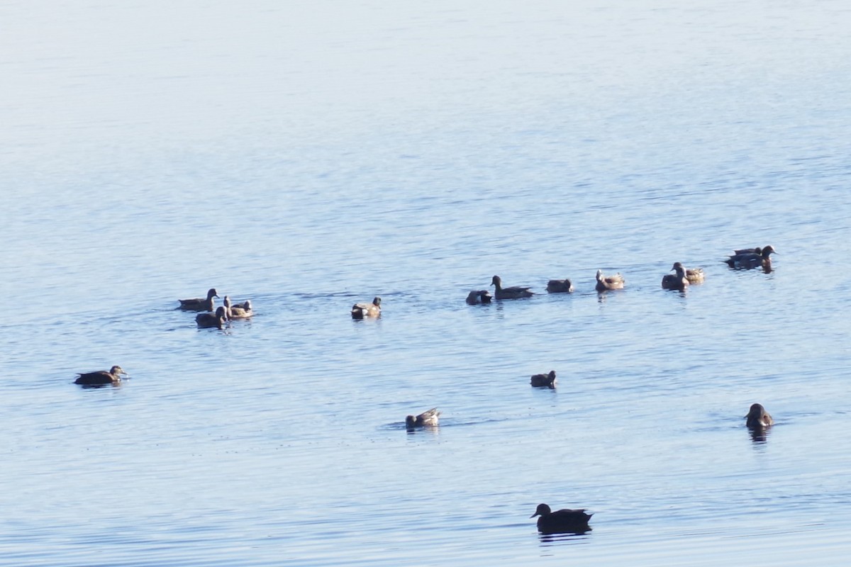 American Black Duck - Aidan Flinn