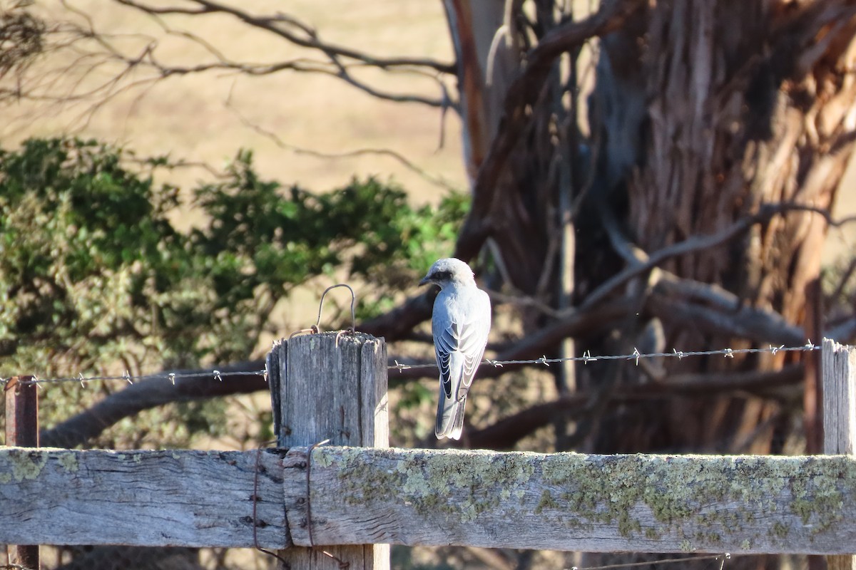 Black-faced Cuckooshrike - ML615725300