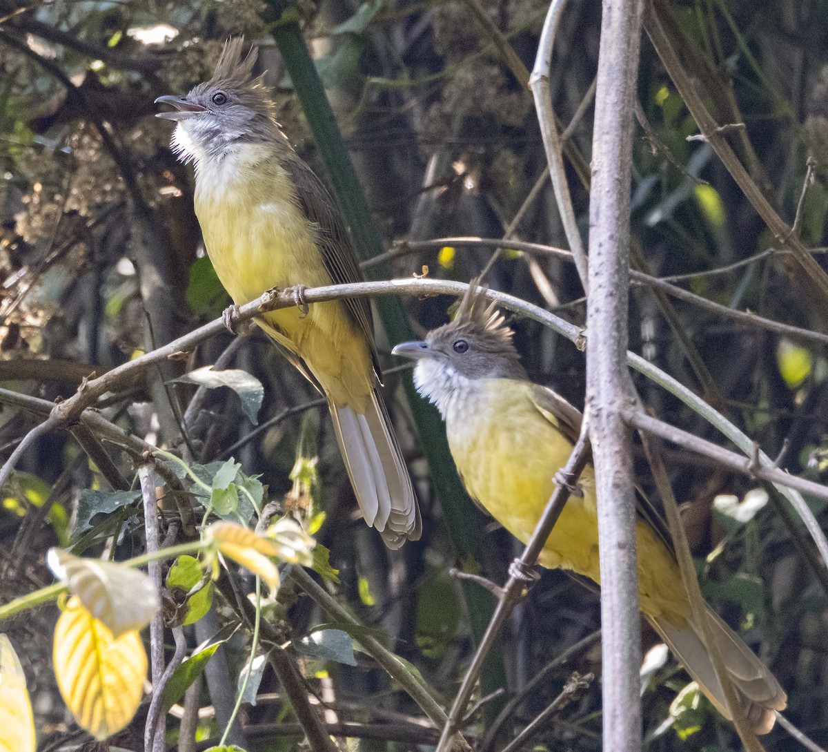 Puff-throated Bulbul - ML615725312