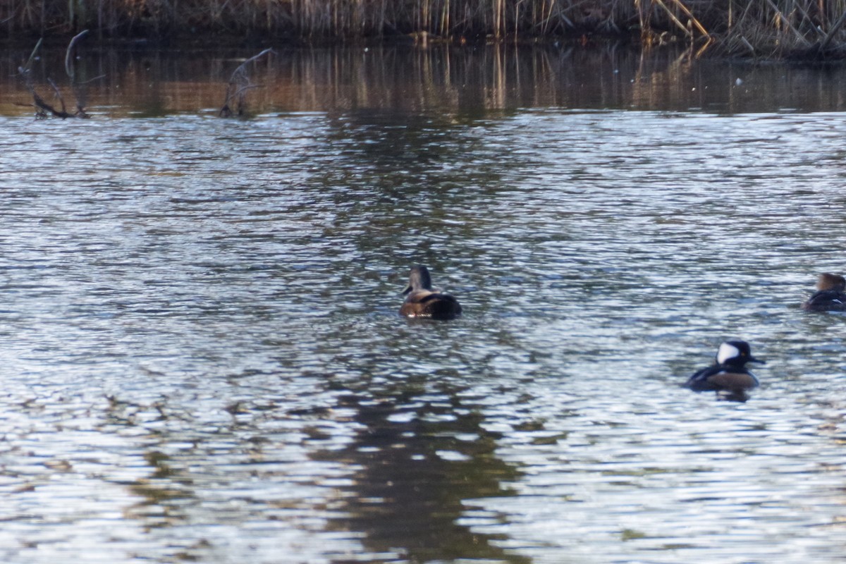 American Black Duck - ML615725322