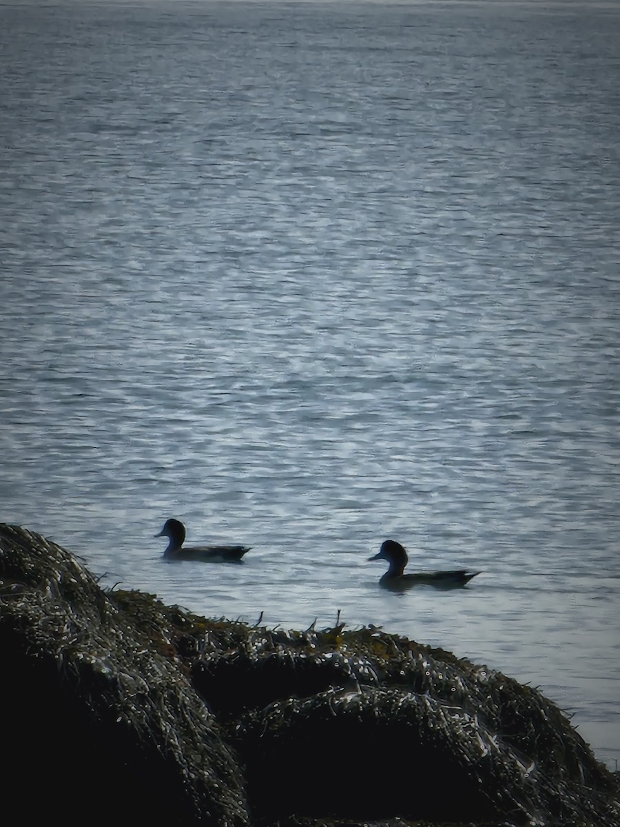 American Wigeon - ML615725352