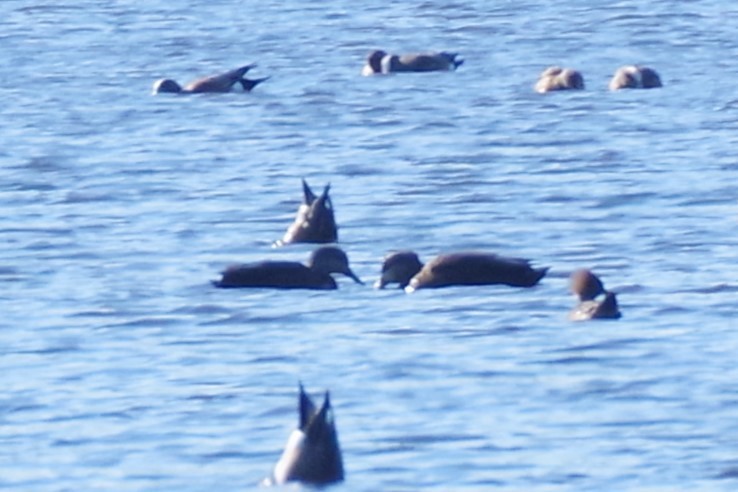 American Black Duck - ML615725368