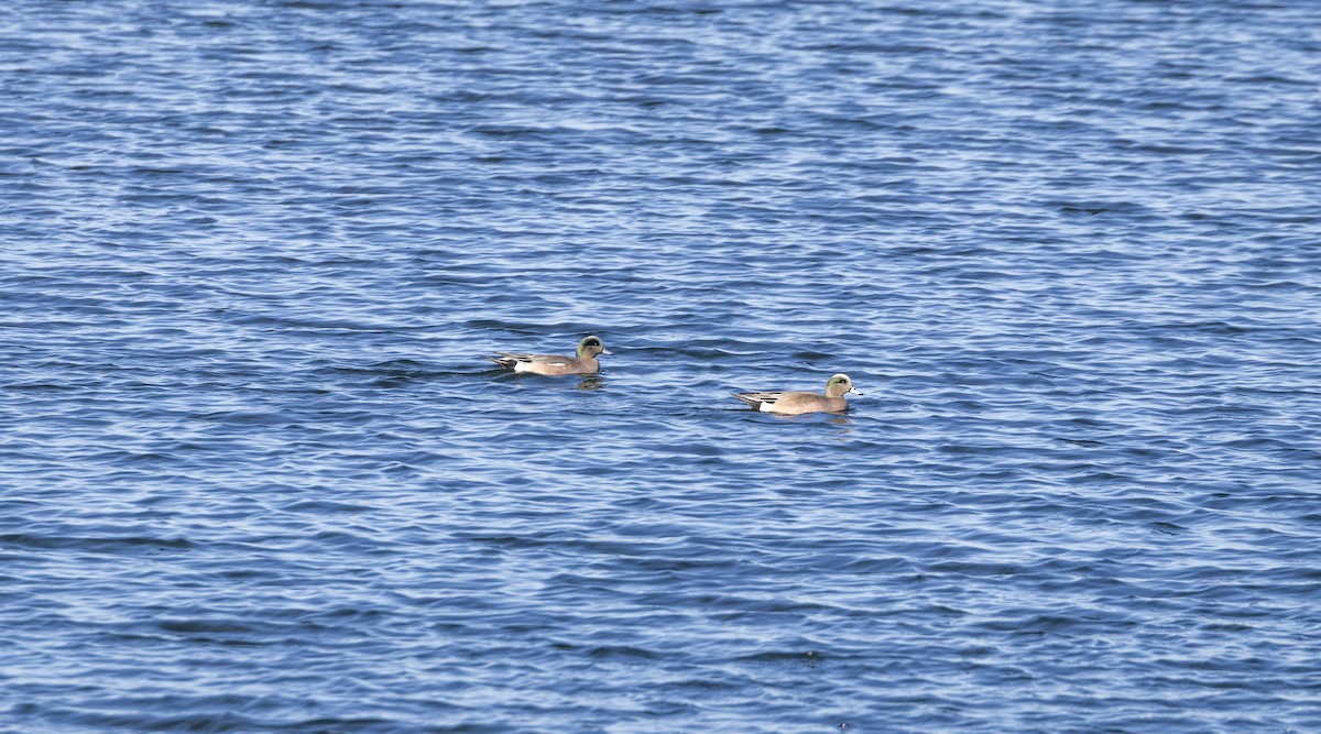 American Wigeon - ML615725375