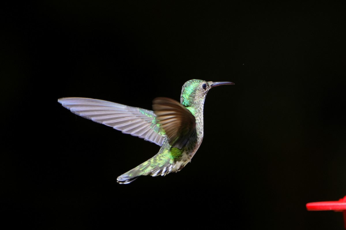 Scaly-breasted Hummingbird - Jack Maynard