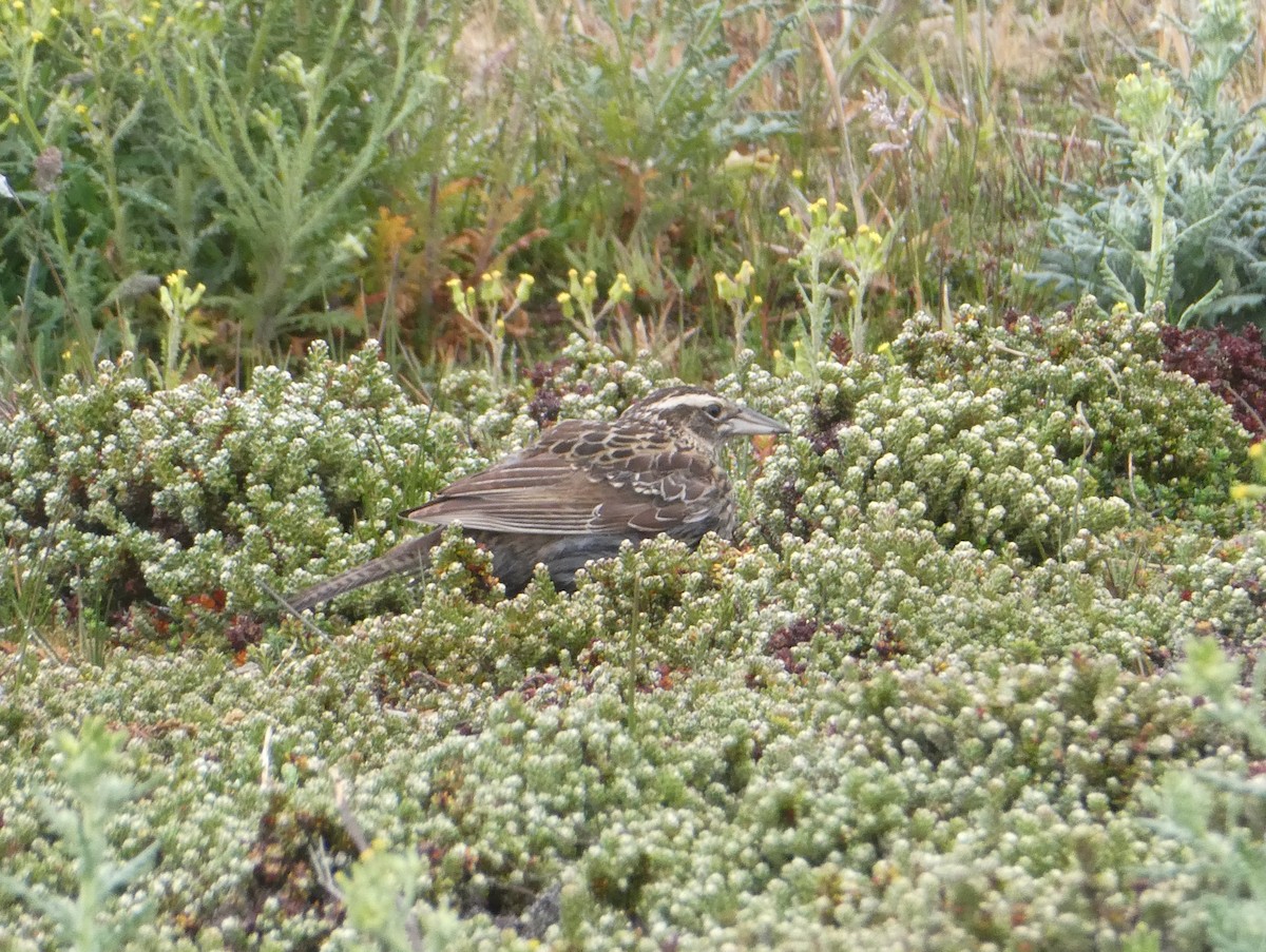 Long-tailed Meadowlark - ML615725448