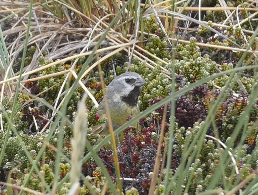 White-bridled Finch (Falkland) - ML615725457