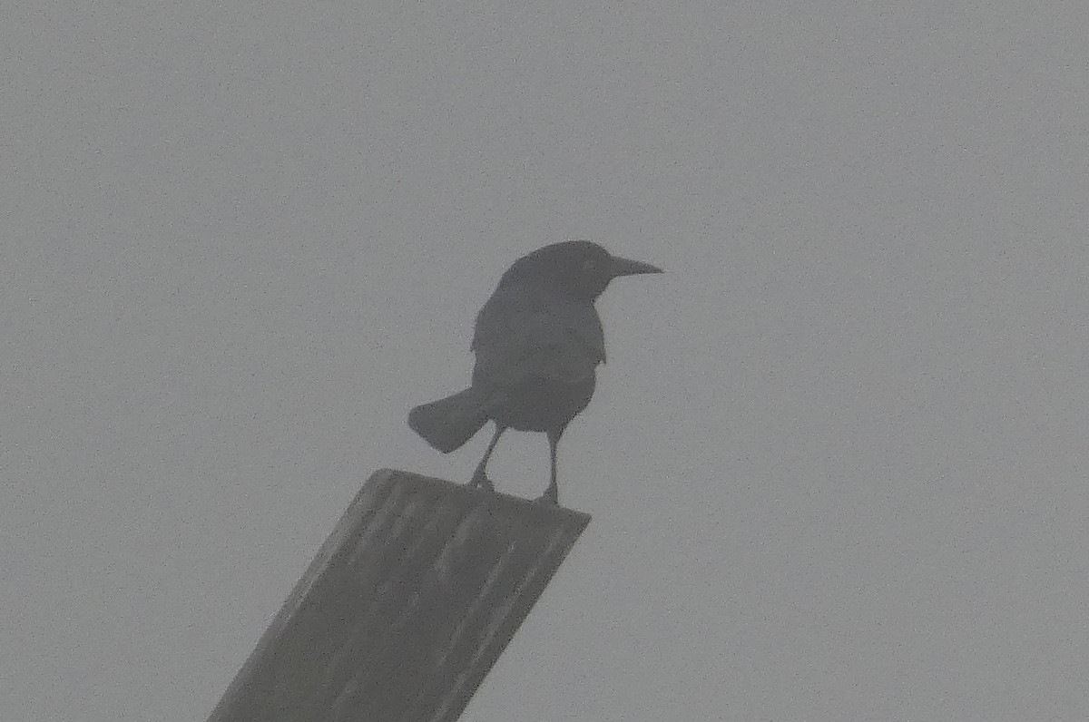 Boat-tailed Grackle - ML615725477