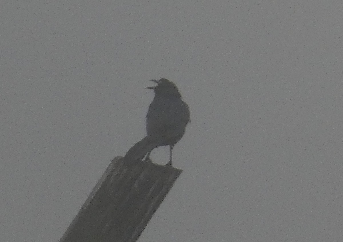 Boat-tailed Grackle - ML615725478