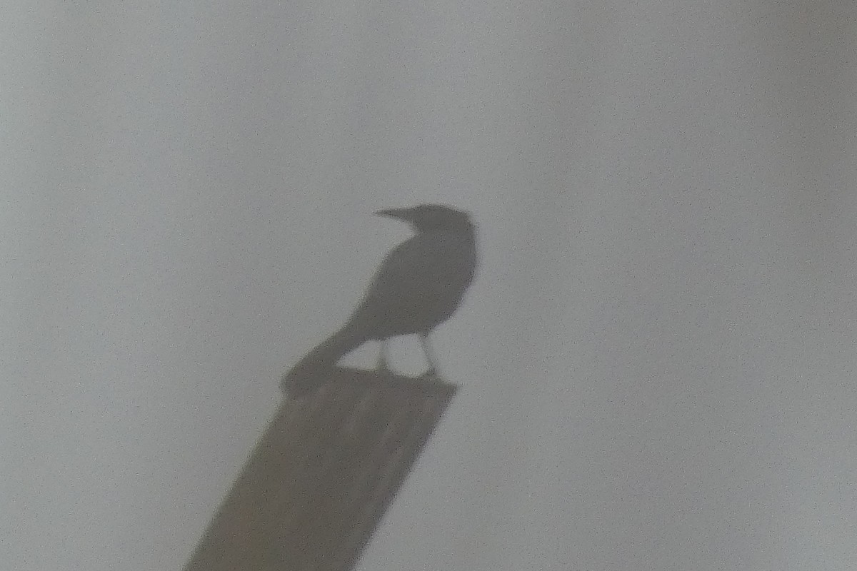Boat-tailed Grackle - ML615725479