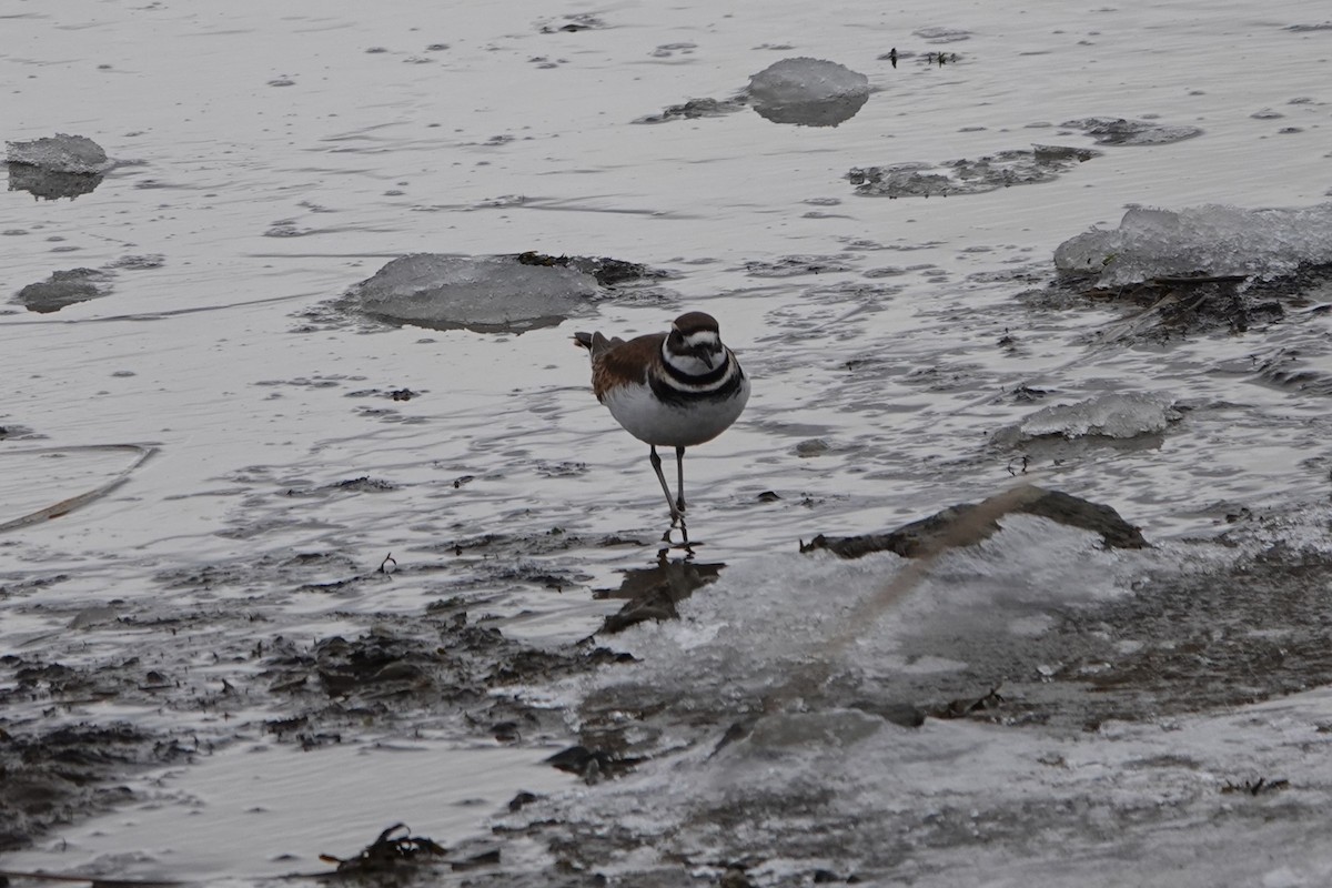 Killdeer - ML615725493