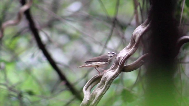 Louisiana Waterthrush - ML615725631