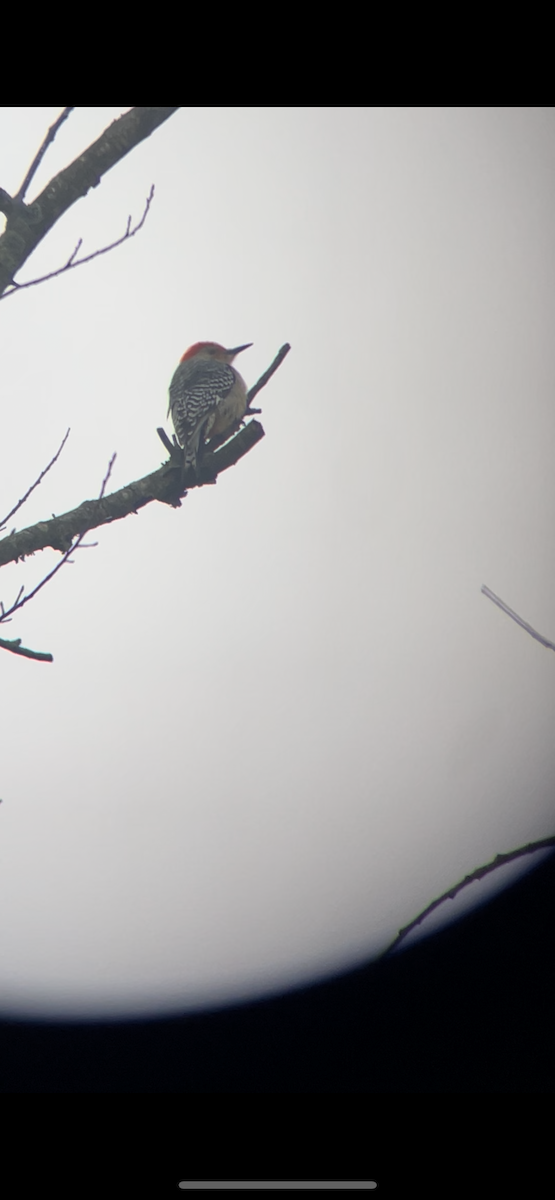Red-bellied Woodpecker - ML615725674