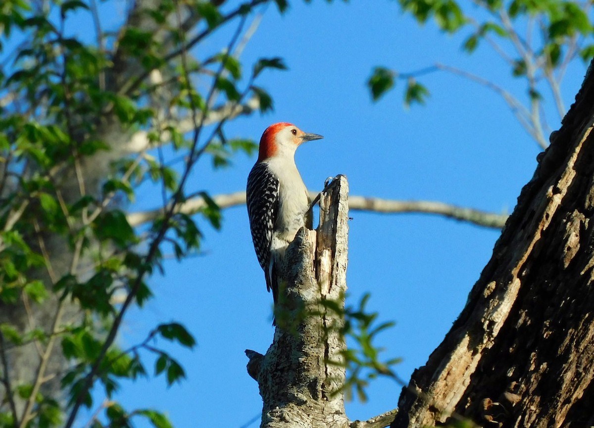 Red-bellied Woodpecker - Kathy Rhodes