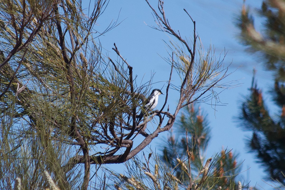 White-winged Triller - Murray DELAHOY