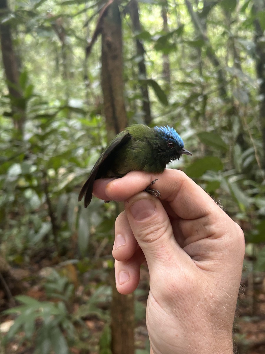 Manakin à tête bleue - ML615725757