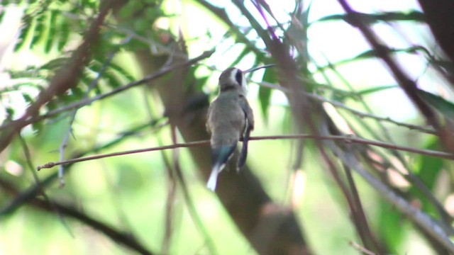 Pale-bellied Hermit - ML615725808