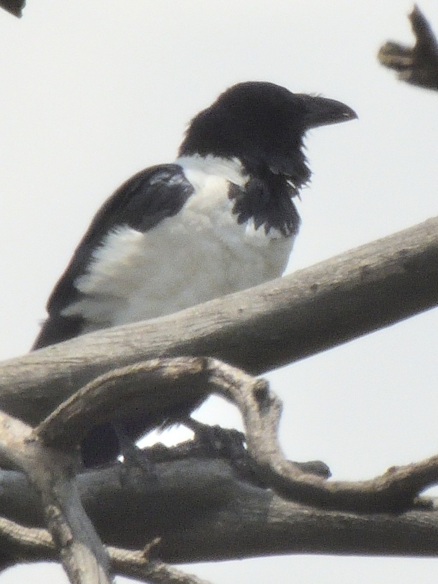 Pied Crow - ML615725883