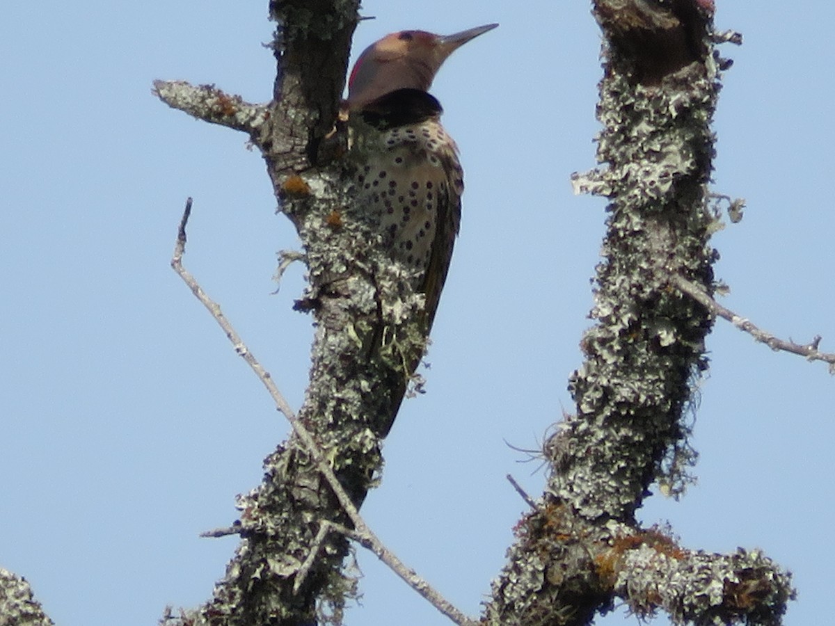 Northern Flicker - ML615725929