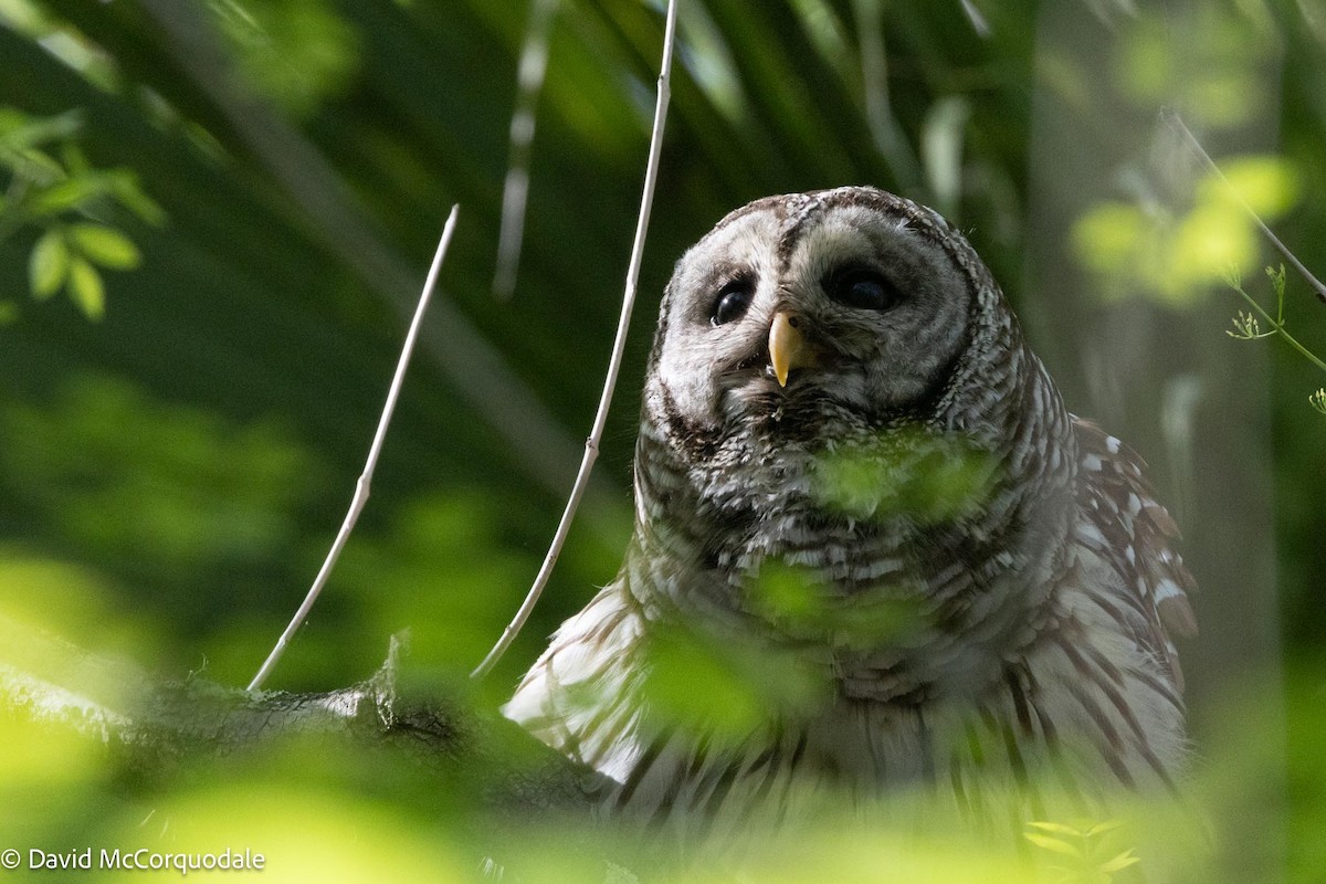 Barred Owl - ML615725946