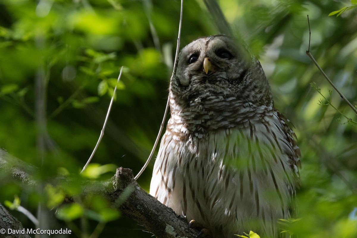 Barred Owl - David McCorquodale