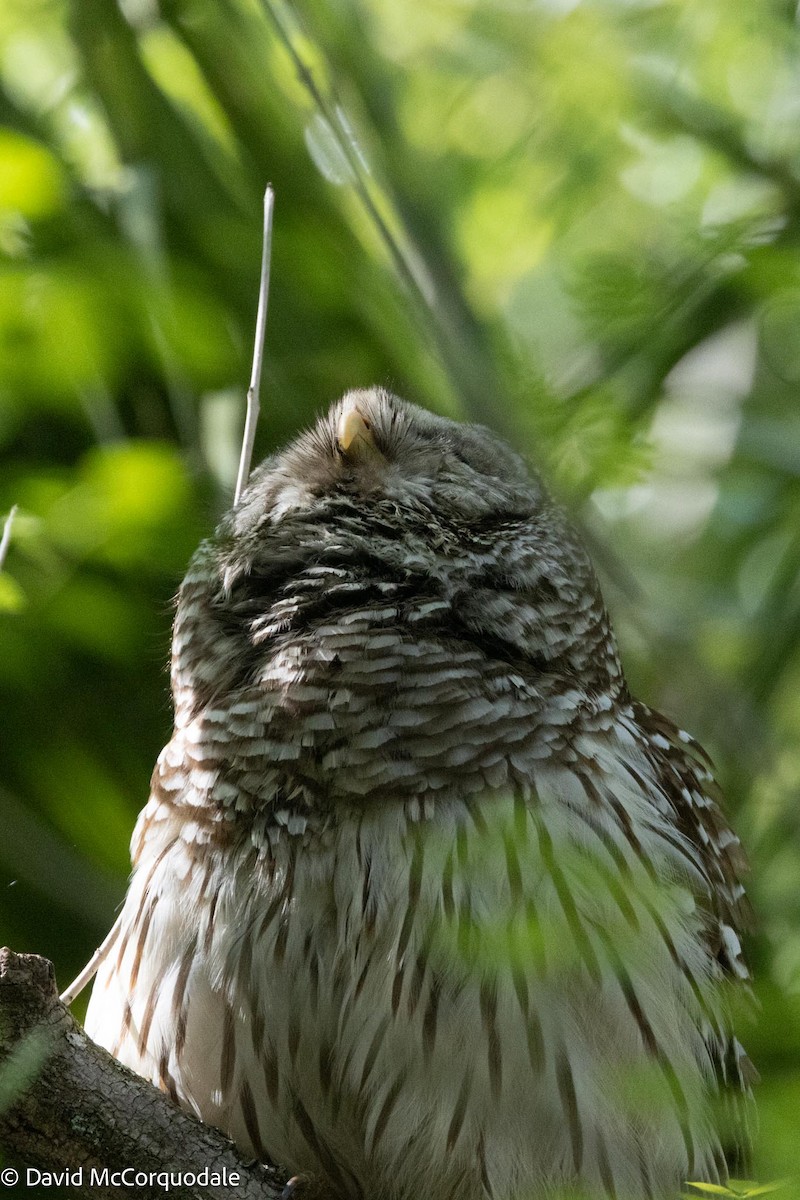 Barred Owl - ML615725948