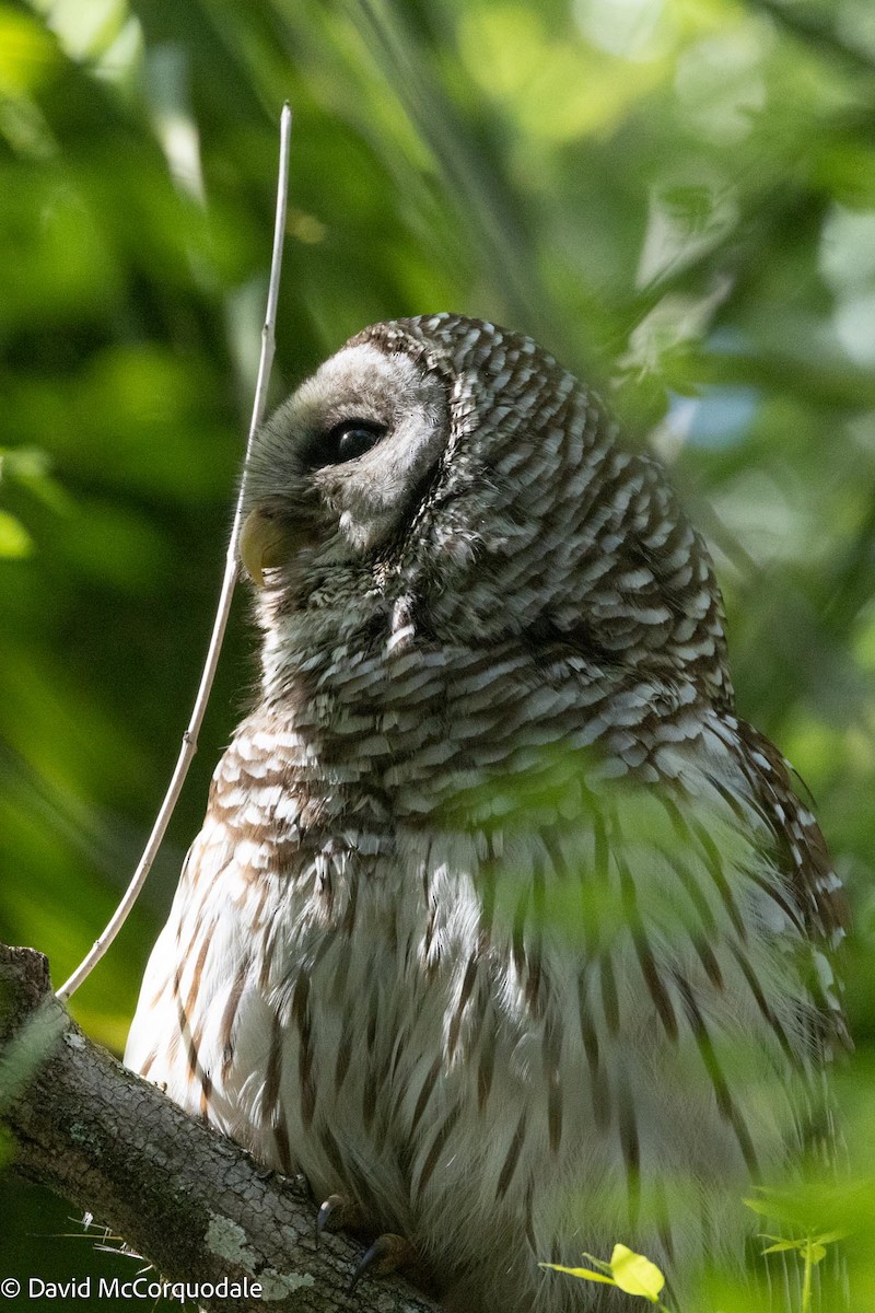 Barred Owl - ML615725949