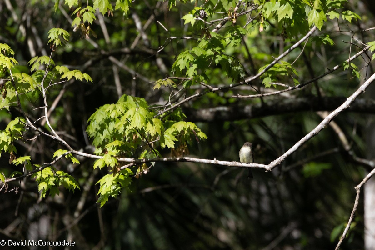 Eastern Phoebe - ML615725954