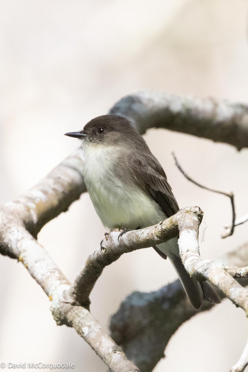 Eastern Phoebe - ML615725996