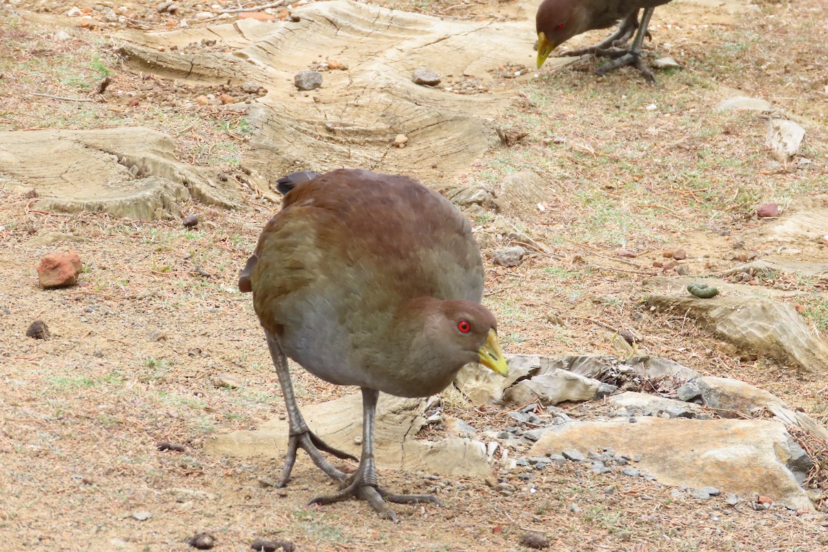 Gallinule de Tasmanie - ML615726019