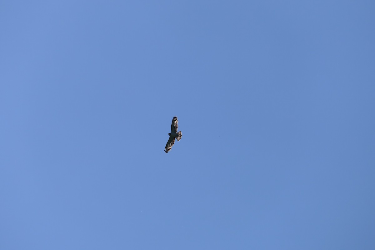 Short-tailed Hawk - ML615726050