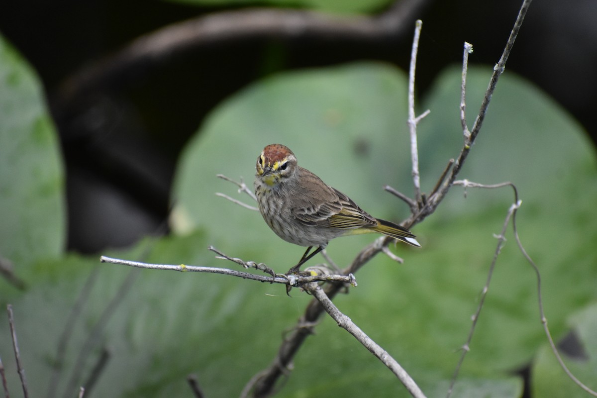 Palm Warbler - ML615726051