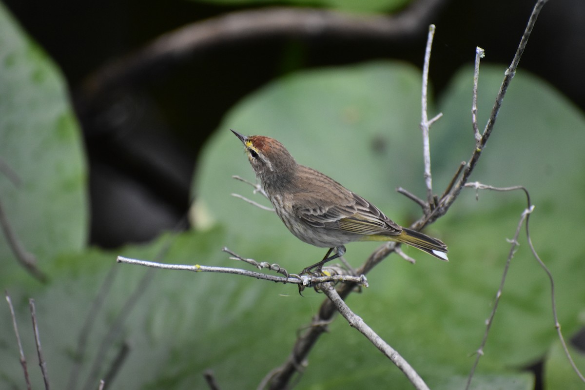 Palm Warbler - ML615726052