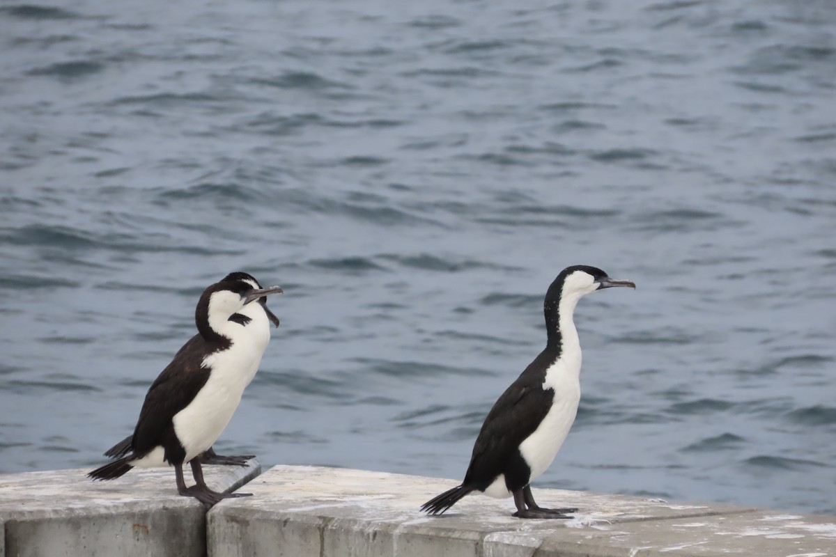 Black-faced Cormorant - ML615726089