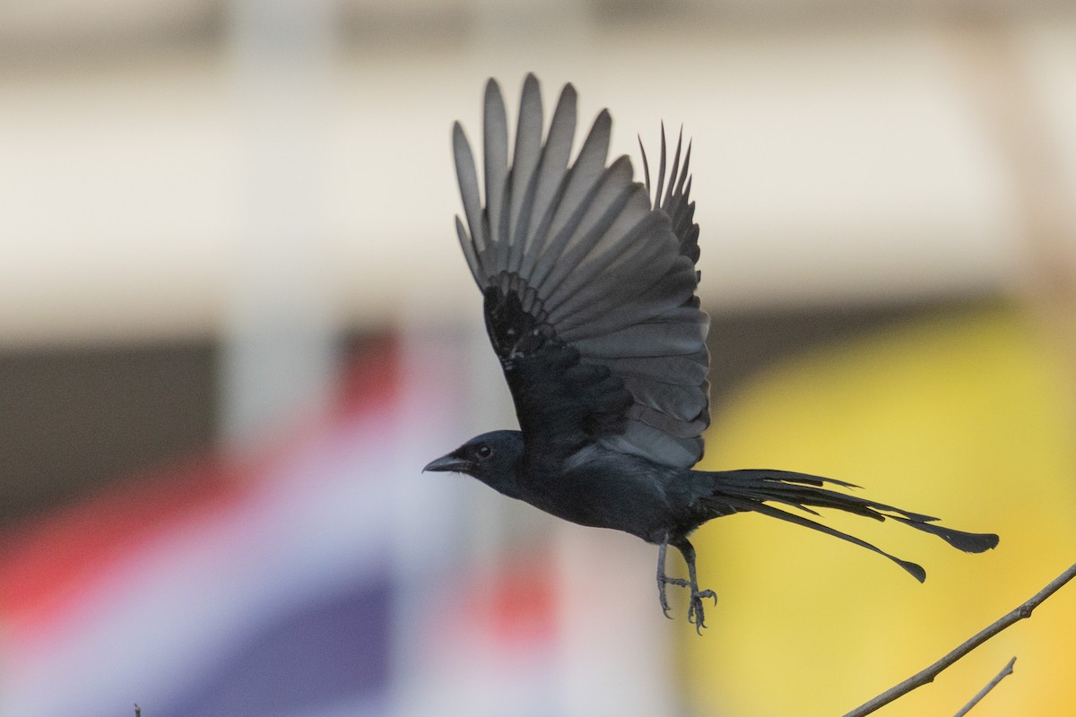 Black Drongo - ML615726102