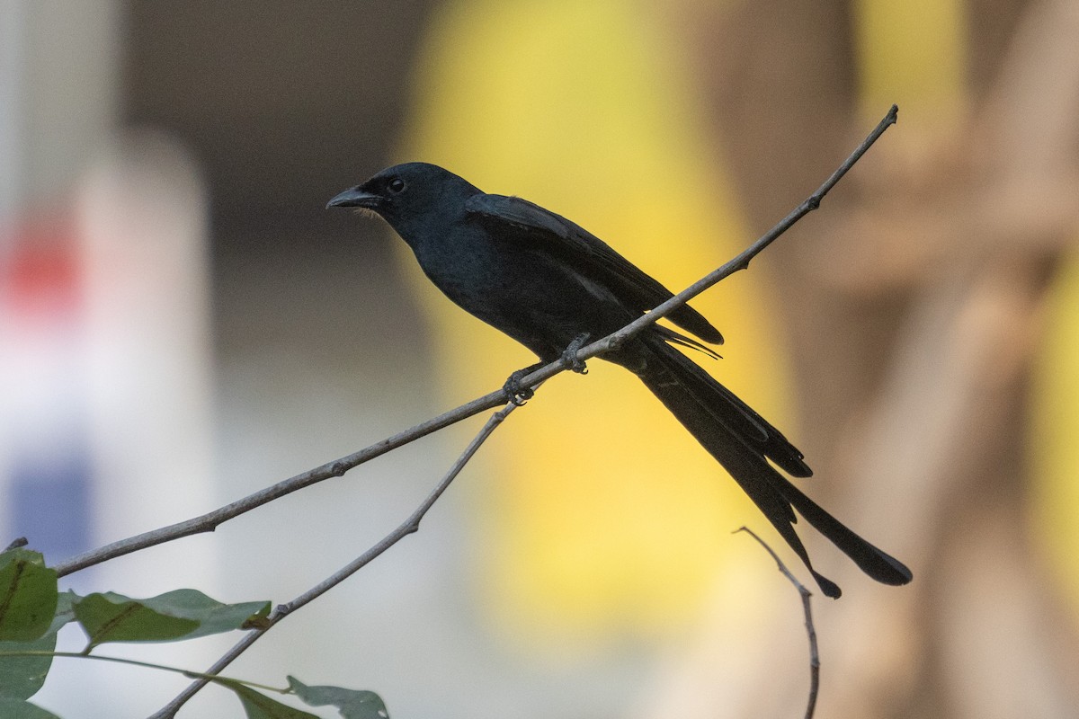 Black Drongo - ML615726103