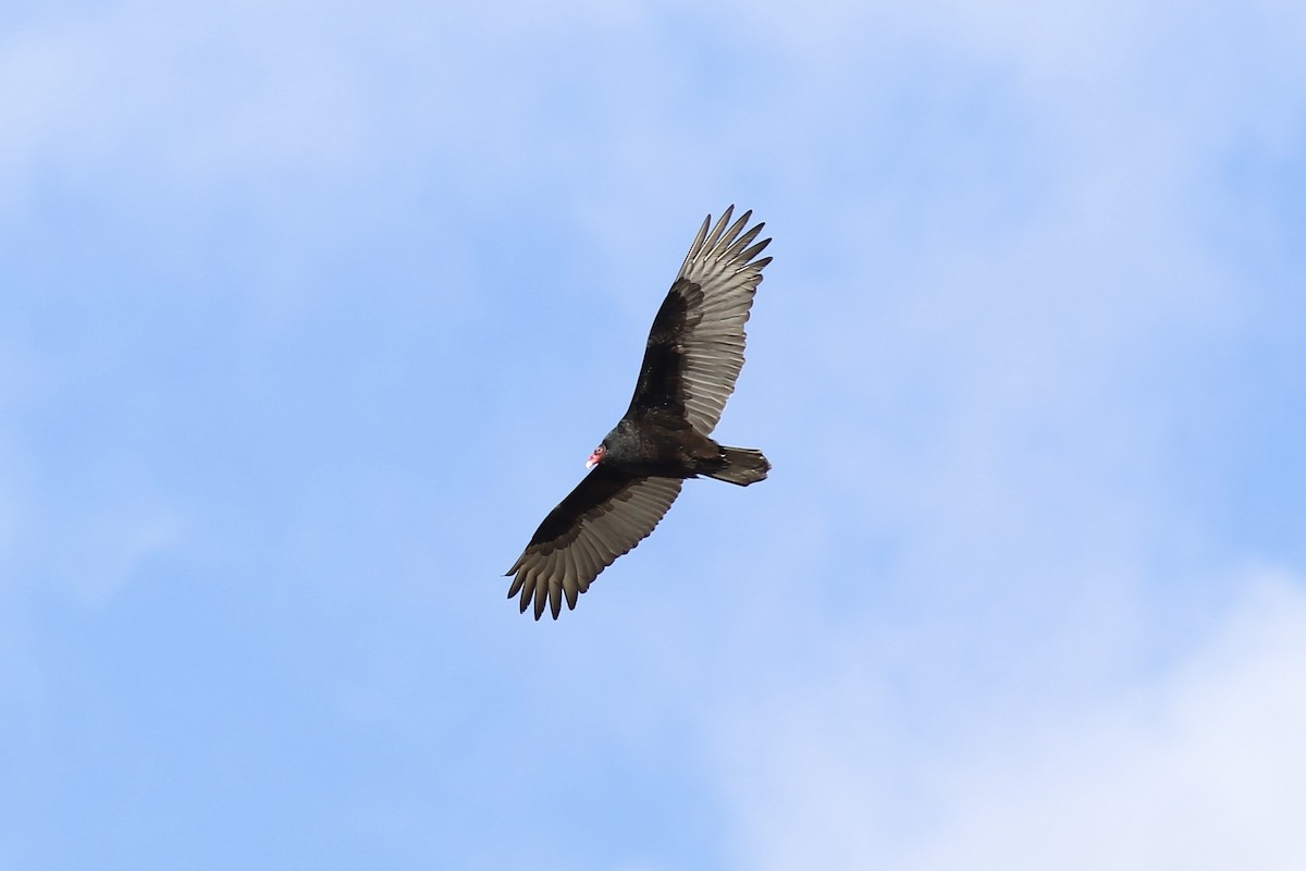 Turkey Vulture - ML615726140