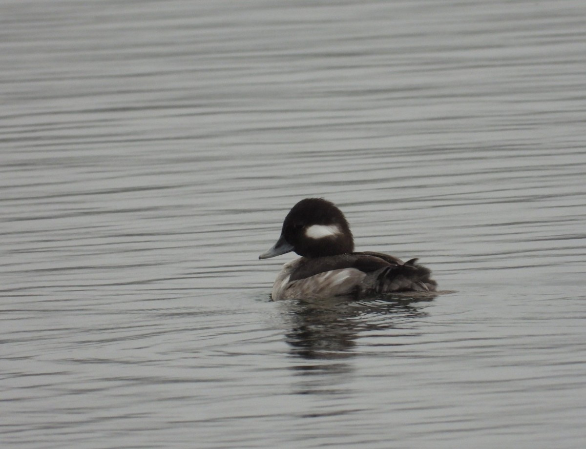 Bufflehead - ML615726175