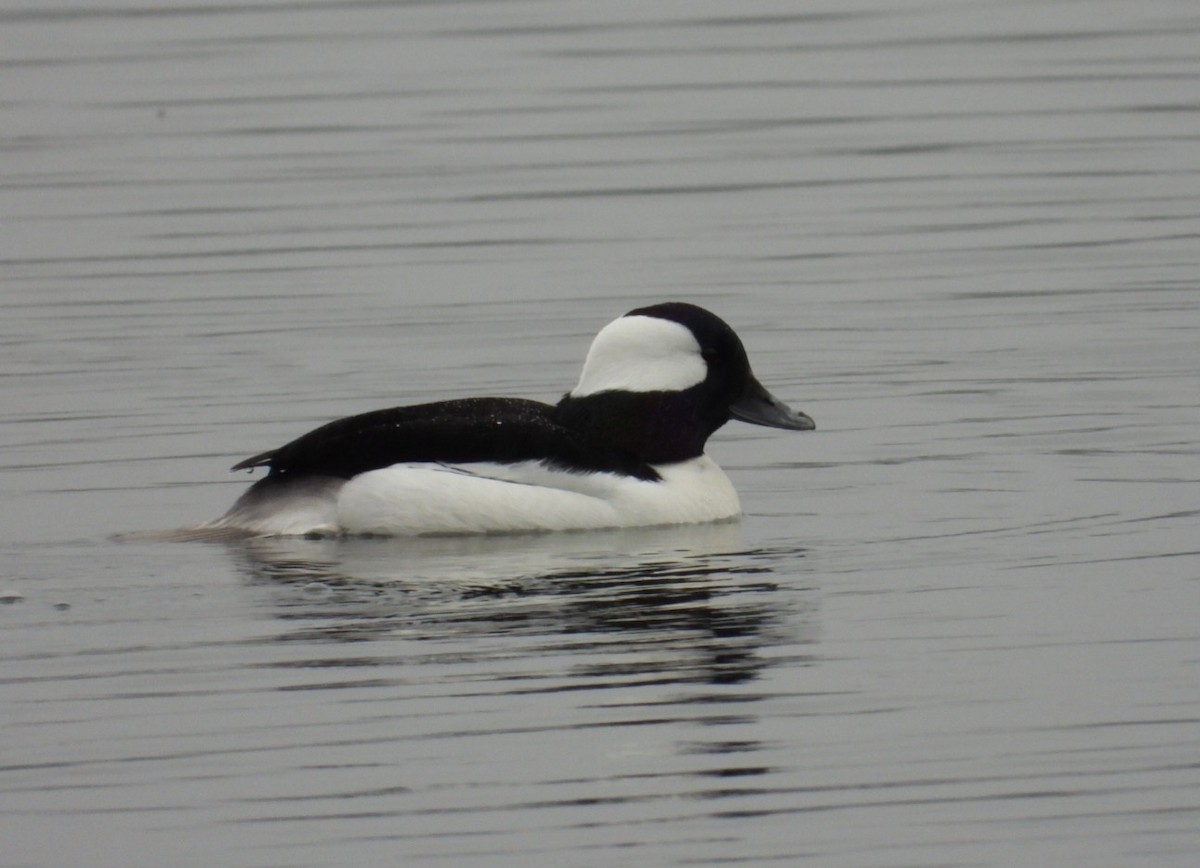 Bufflehead - Allen Hendrick 1+864.360.5468