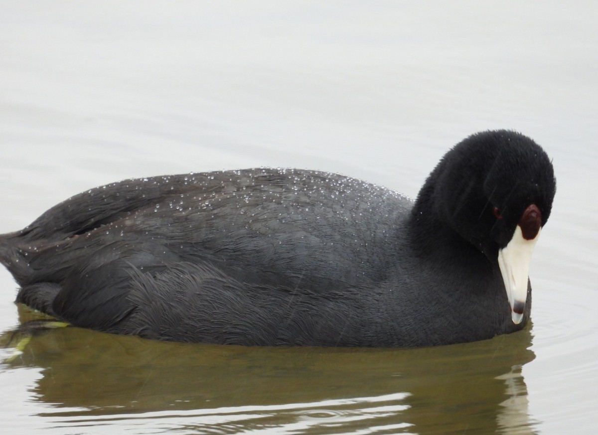 American Coot - ML615726187