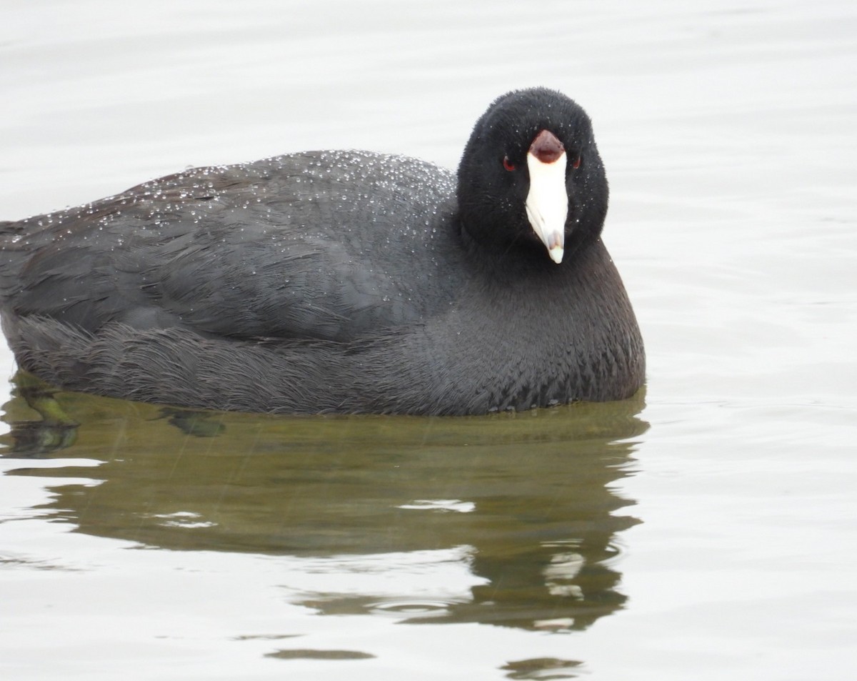 American Coot - ML615726188