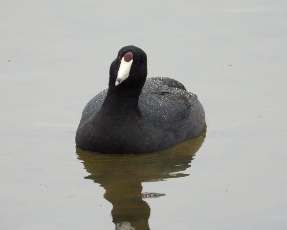 American Coot - ML615726189