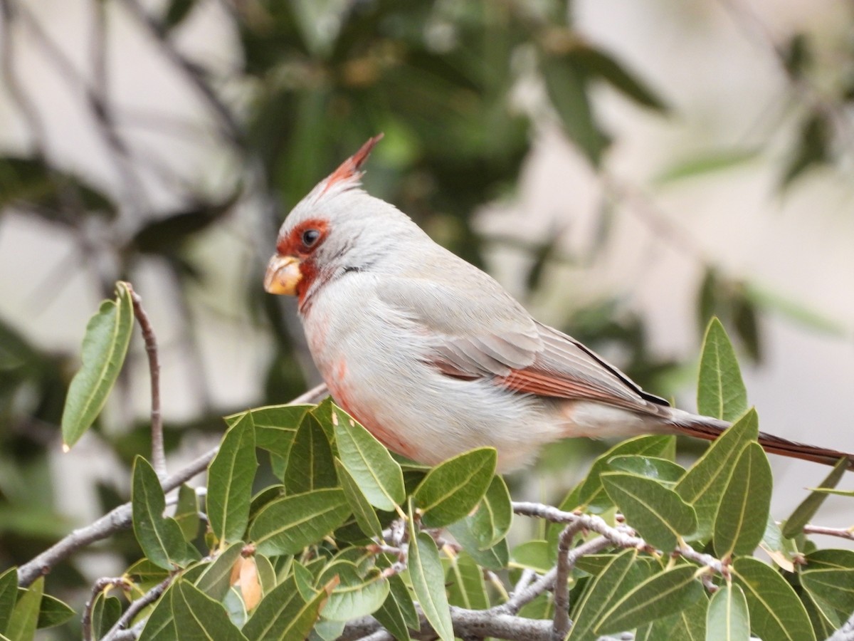 Pyrrhuloxia - ML615726192