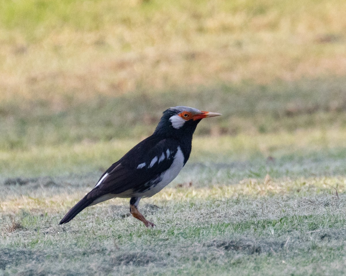 Siamese Pied Starling - ML615726280