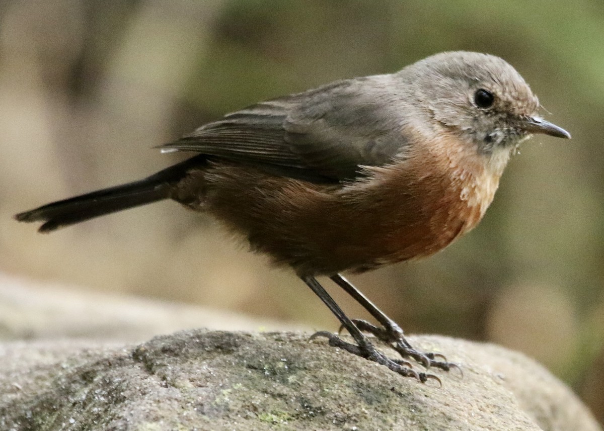 Rockwarbler - ML615726287