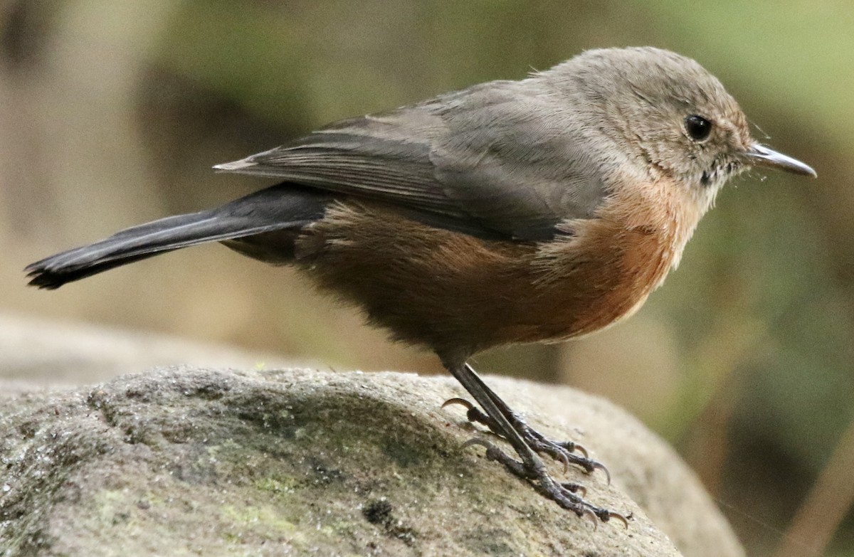 Rockwarbler - ML615726289